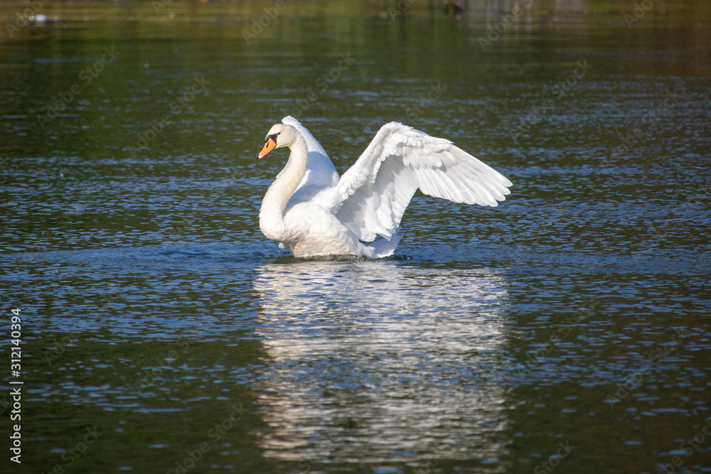Fototapeta premium White swan spreading the wings