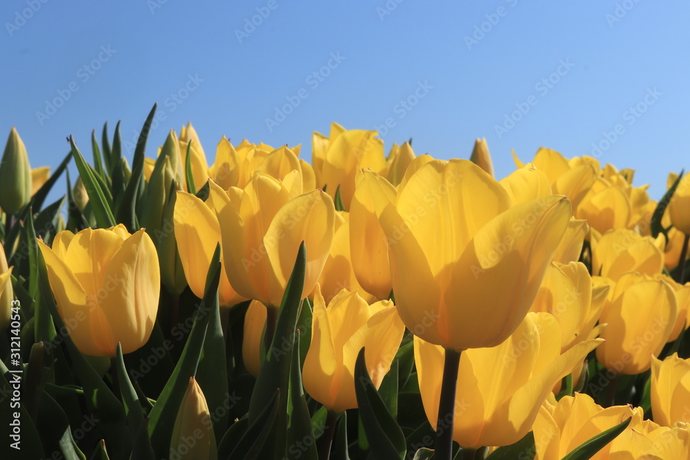 Obraz premium Tulips in a field