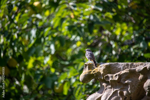 Bird on a stone above green leaves