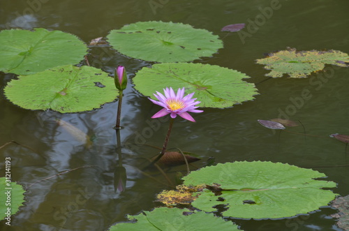 pink water Lilly in a pond with Lillypads