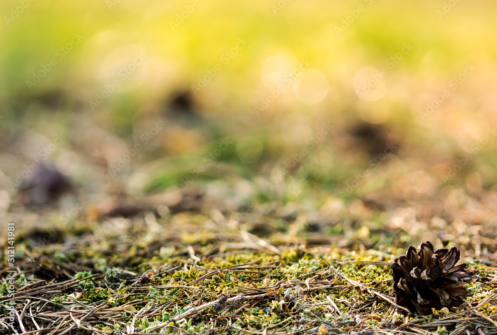 Forest floor ground with twigs, moss and dried needles with a macro detail of a cone on the right and blurry background. Forest floor ground with twigs, moss and dried needles with a macro detail of a cone on the right and blurry background.