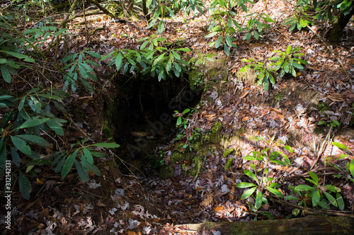 stream in the forest, cave