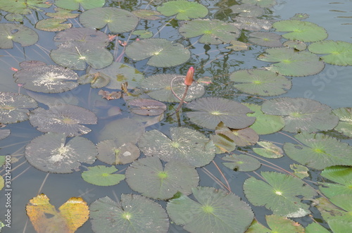pond covered in Lillypads