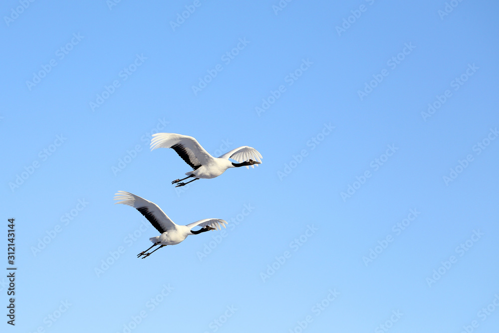 Obraz premium タンチョウヅル