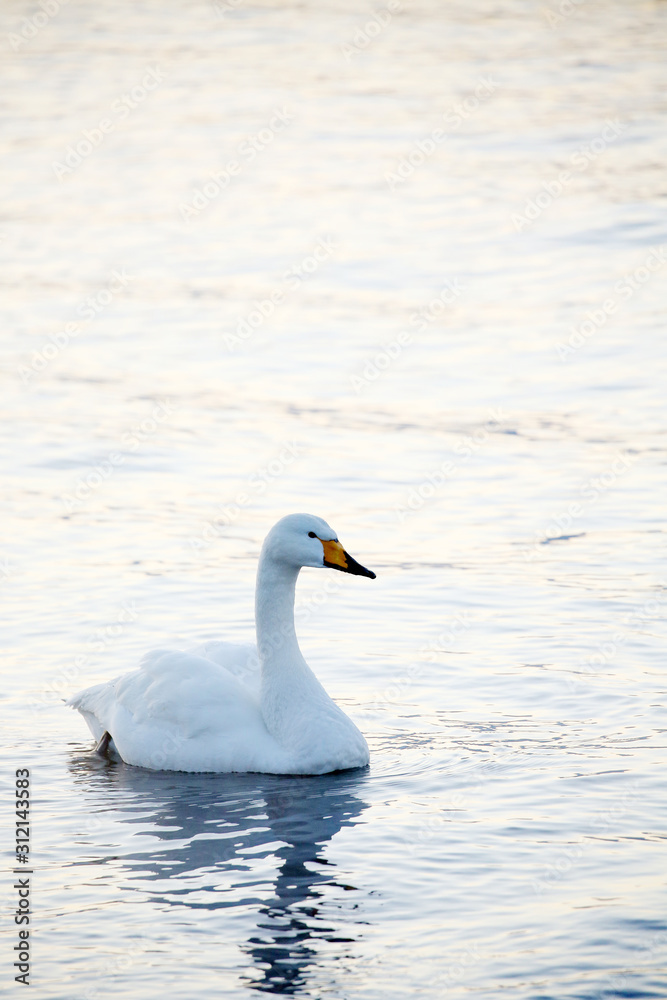 Fototapeta premium 屈斜路湖の白鳥