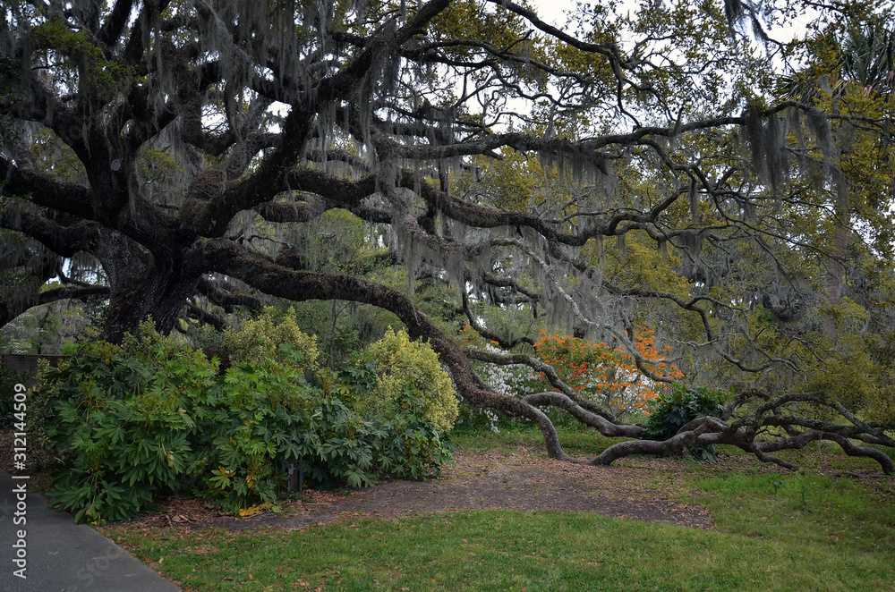 Large Southern oak tree