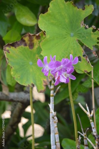 orchid purple next to lotus flower