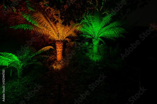 Tree ferns lit up at night in yellow and green