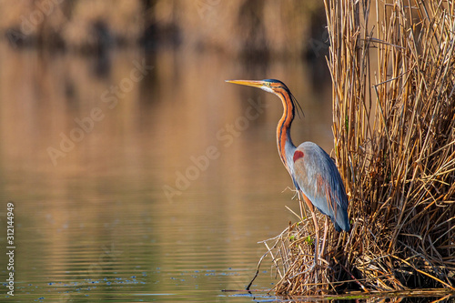 Photography Purple Heron (Ardea purpurea) adult standing in reeds, Baden-Wuerttemberg, Germa
