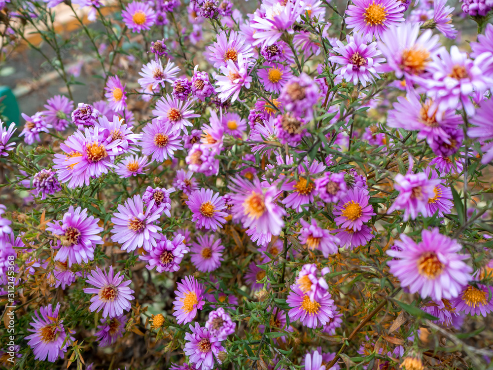 purple pink autumn flowers with dried stems purple pink autumn flowers with dried stems