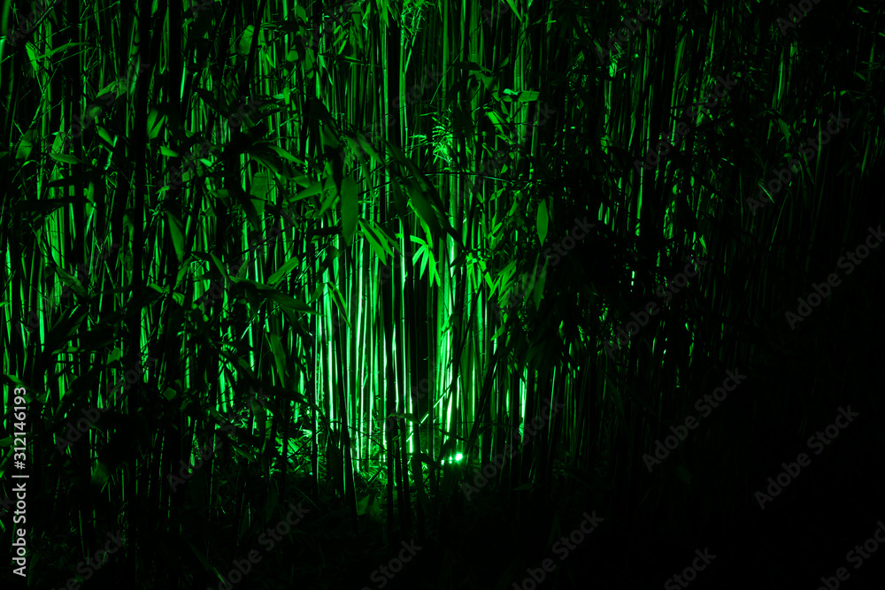 Bamboo plant illuminated with green lights from behind