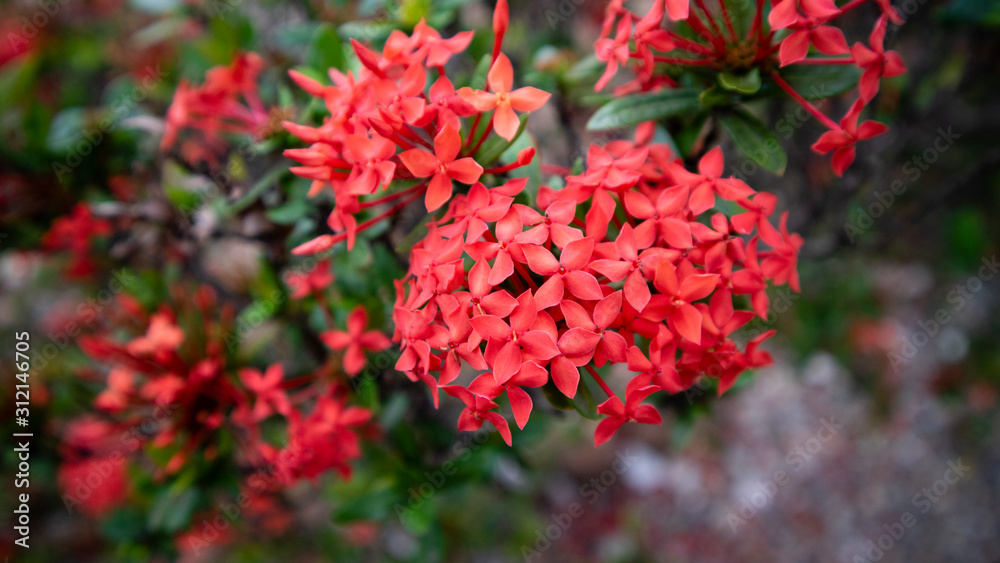 Beautiful Epidendrum is red, grows beautifully in the garden. ornamental plants that are easily cultivated as yard decorations or home terraces Beautiful Epidendrum is red, grows beautifully in the garden. ornamental plants that are easily cultivated as yard decorations or home terraces