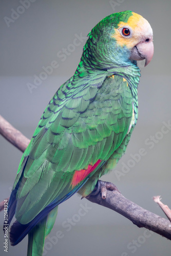 Belize yellow headed amazon, Amazona oratrix belizensis, Parakeet, Parrot. photo