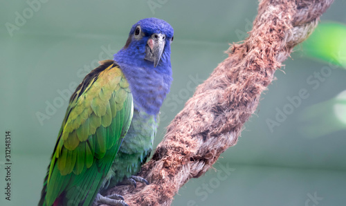 Blue-headed Parrot (Pionus menstruus) photo