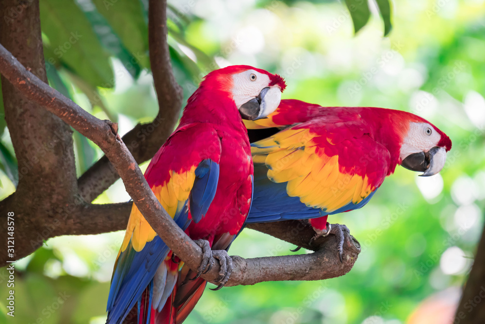 Obraz premium A couple of Scarlett Macaw bird parrot looking curious