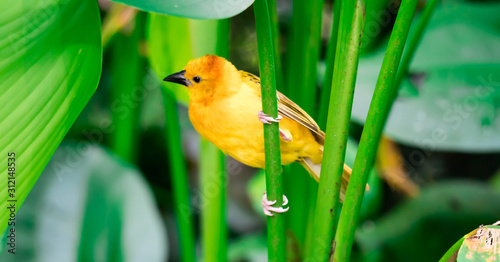 A Taveta golden weaver (Ploceus castaneiceps) sitting on a leafstalk photo