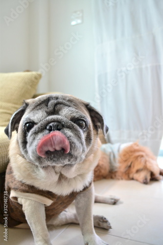  Pug dog looking at camera with poodle on background, Dog licking, Pug smiling 