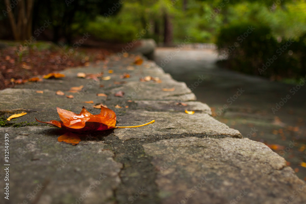 Obraz premium Selective focus of a leaf on a stone wall in autumn.