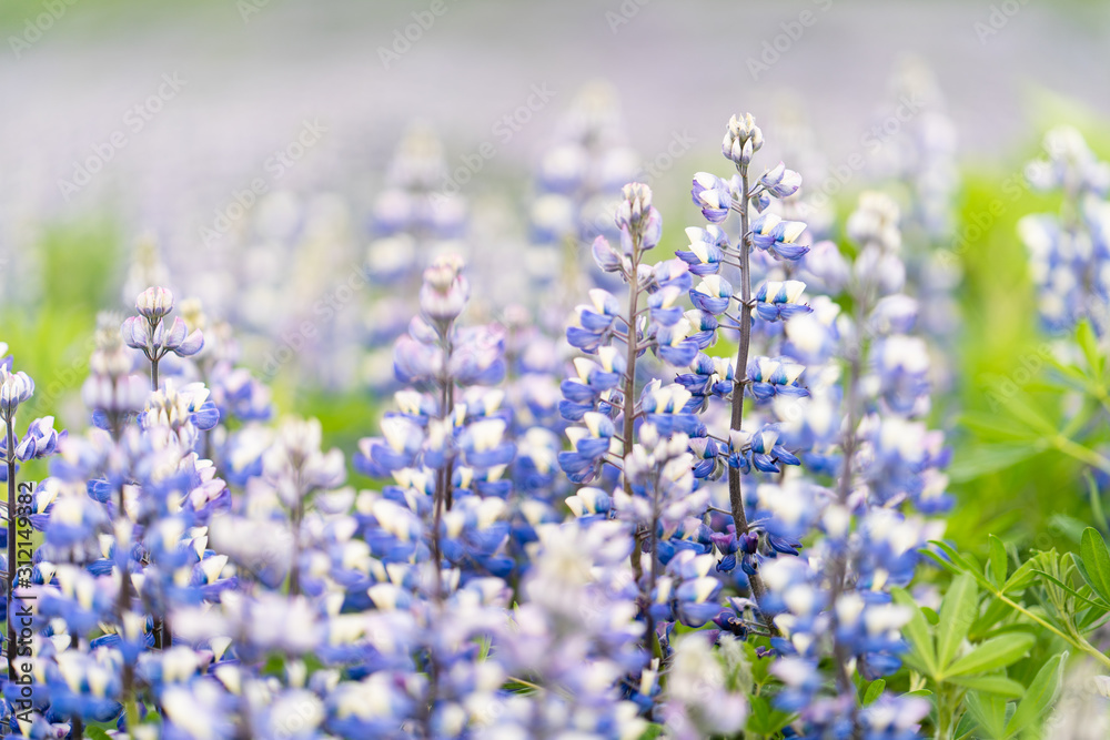 Lupine Flowers and Blurred Background in Iceland Lupine Flowers and Blurred Background in Iceland