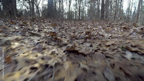 POV Fallen Leaves in an Autumn Forest