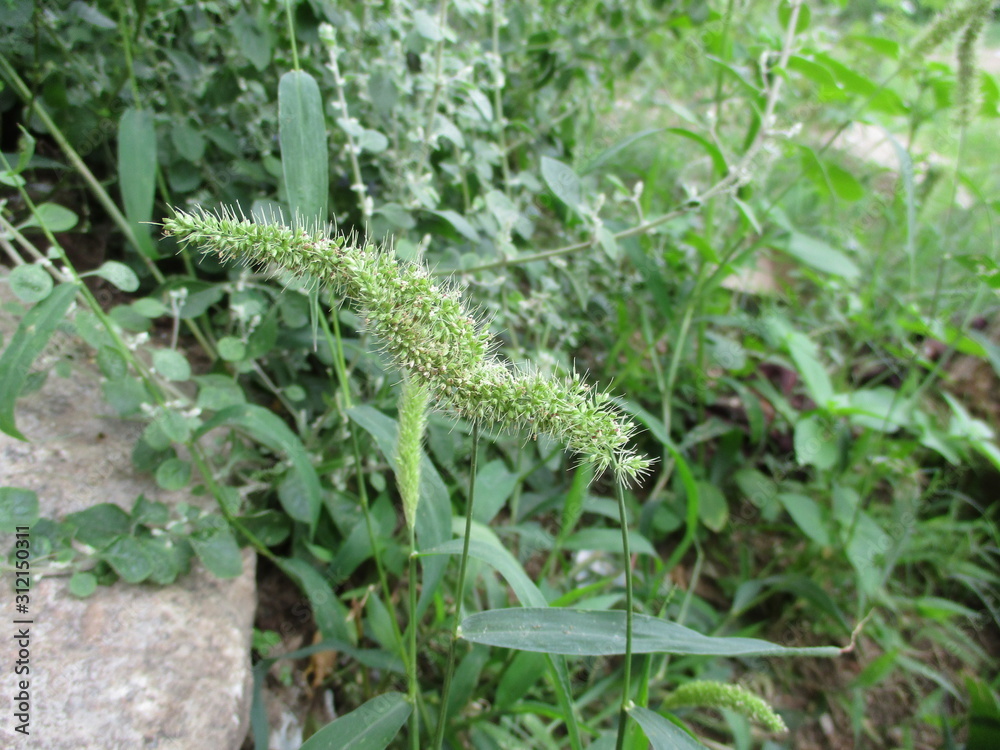 twin brother grass on shrubs being unknown by the people which grown along the road sides twin brother grass on shrubs being unknown by the people which grown along the road sides