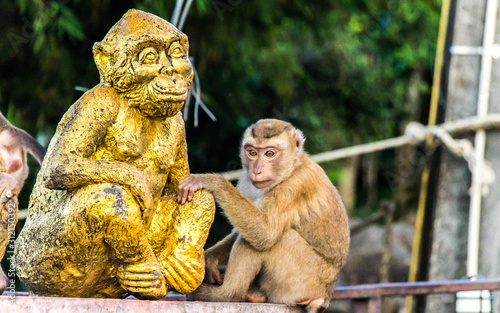 The Macaque Monkeys of Monkey Hill, Phuket.