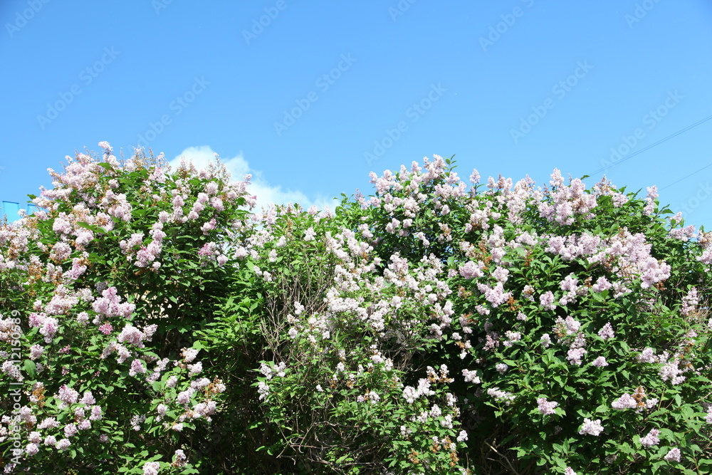 Beautiful Thorel's Crape Myrtle flowers on blu Beautiful Thorel's Crape Myrtle flowers on blu