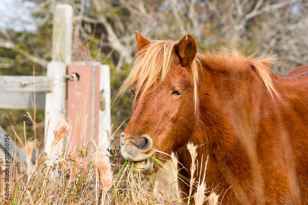Fototapeta premium wild chestnut brown horse in meadow 