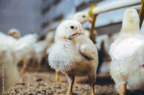 little small broiler poultry white chick bird