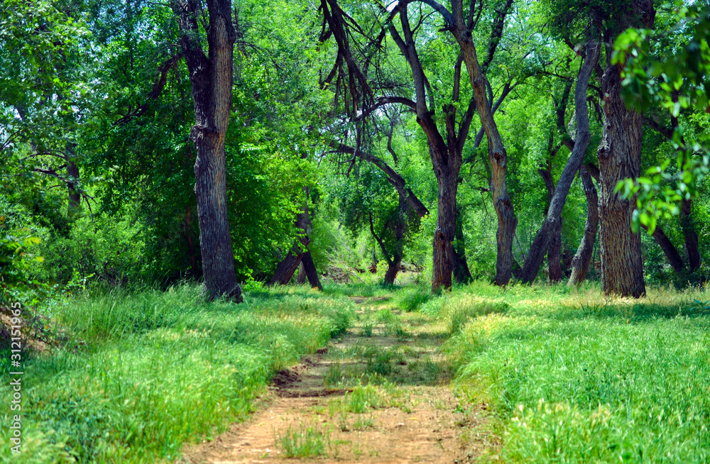 Obraz premium landscape of trees