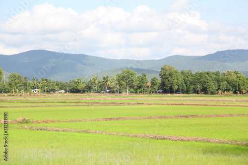 green farm from northern thailand 