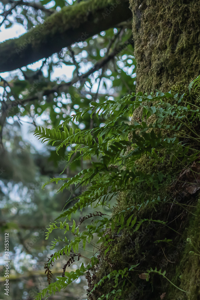 dark green forest covered in moss and ferns dark green forest covered in moss and ferns