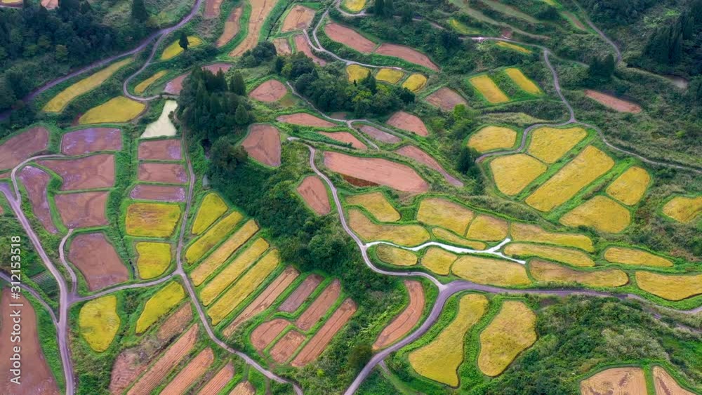 Aerial view of golden terrace rice field in Hoshitoge, Niigata, Japan Aerial view of golden terrace rice field in Hoshitoge, Niigata, Japan