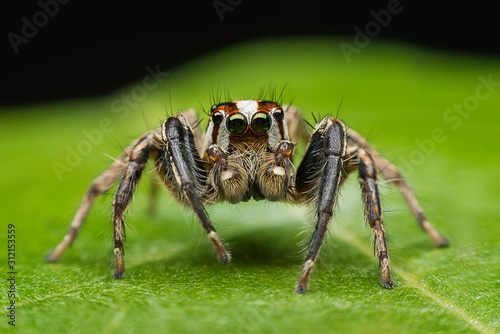 Fototapeta ่jumping spider closeup on green leave