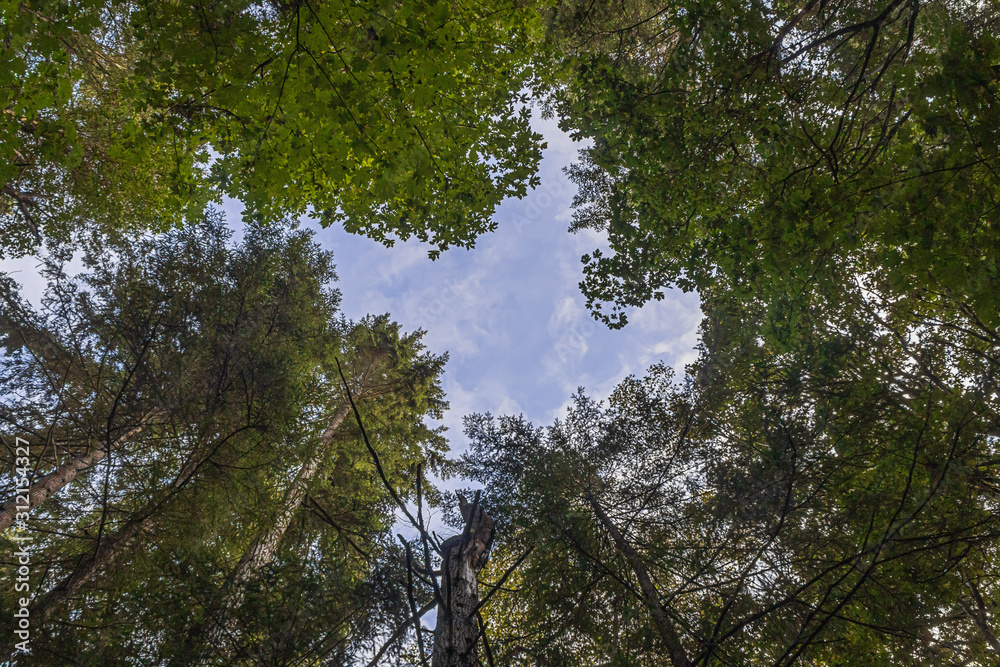 sky high up above the forest floor sky high up above the forest floor