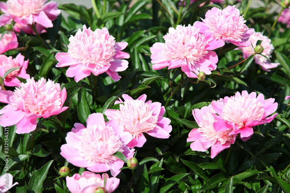 beautiful pink peony blooming in a garden 