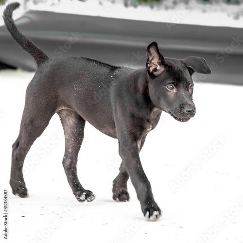 A black Thai Ridgeback Puppy, Koh Rong Island
