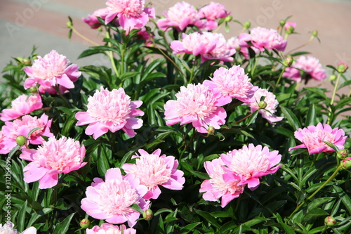 beautiful pink peony blooming in a garden 