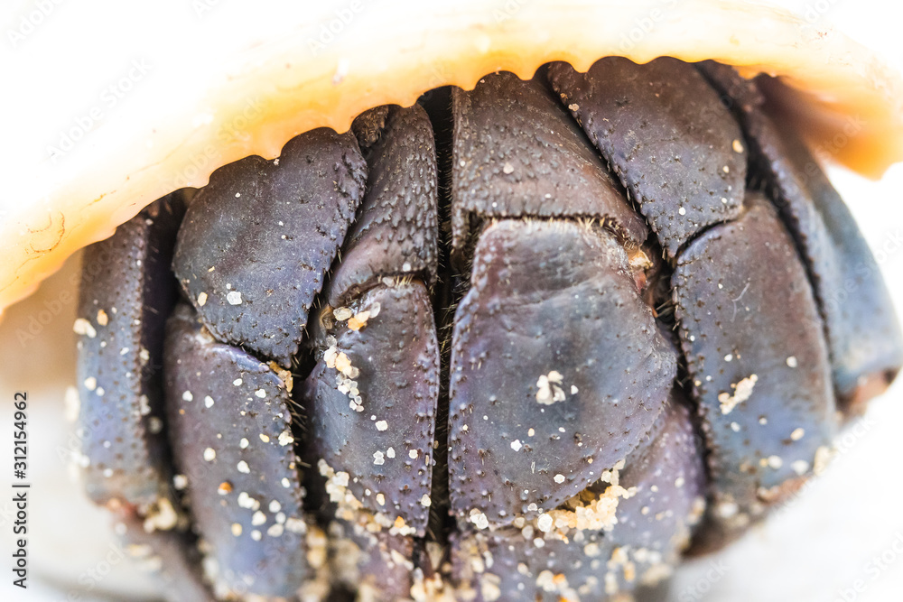 A Hermit Crab in a Shell on white background A Hermit Crab in a Shell on white background