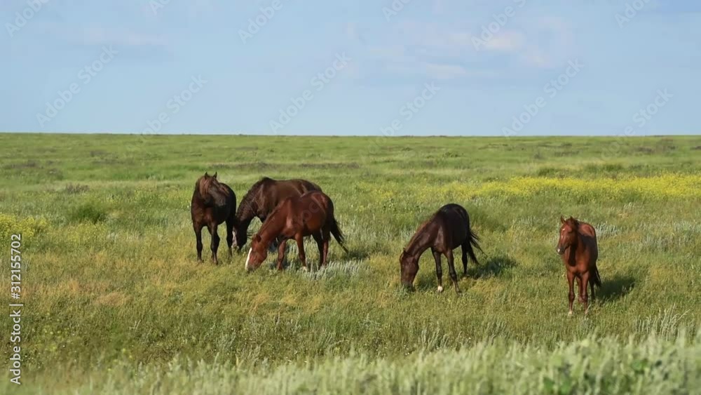Wild mustangs graze at sunset Wild mustangs graze at sunset