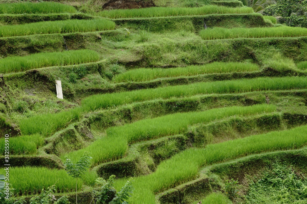 rice fields green