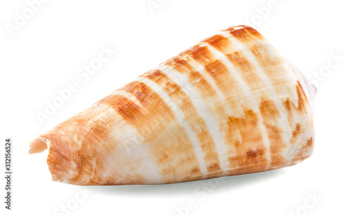 seashells on an isolated white background