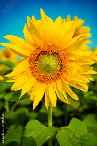 Fototapeta Naklejka Na Ścianę i Meble -  Sunflower natural background. Sunflower blooming. Close-up of sunflower.
