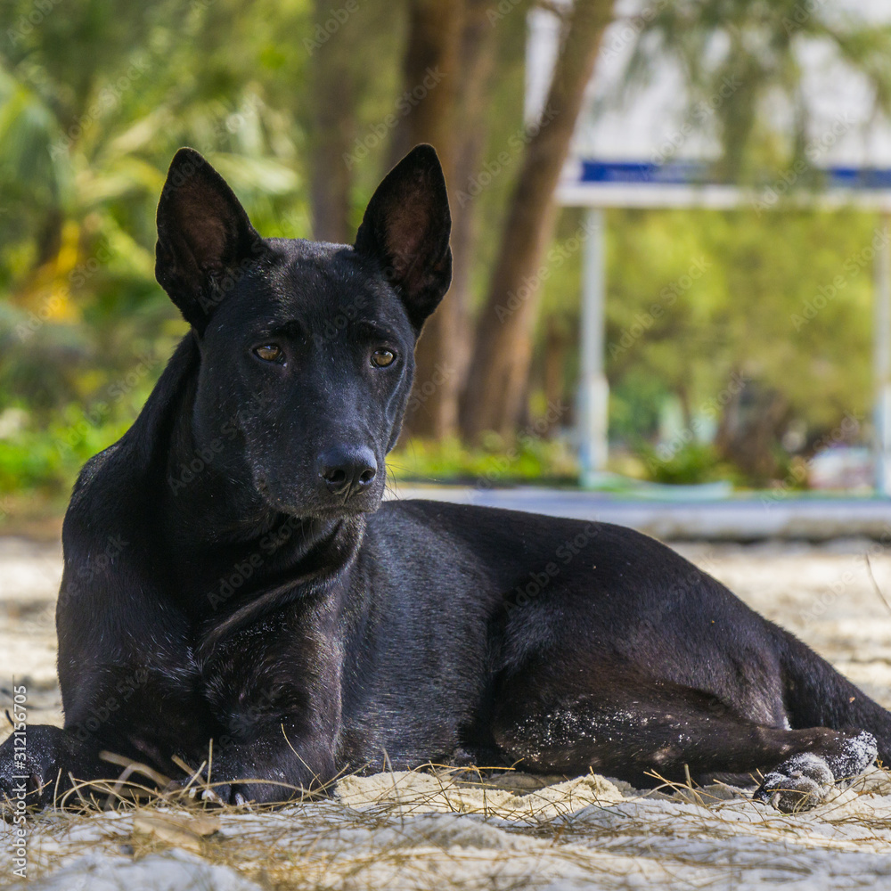 A black dog on a white Beach A black dog on a white Beach