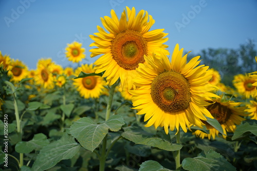 Sunflower natural background. Sunflower blooming. Close-up of sunflower.