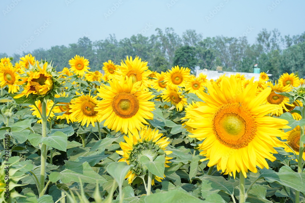 Portrait of a sunflower in the field..