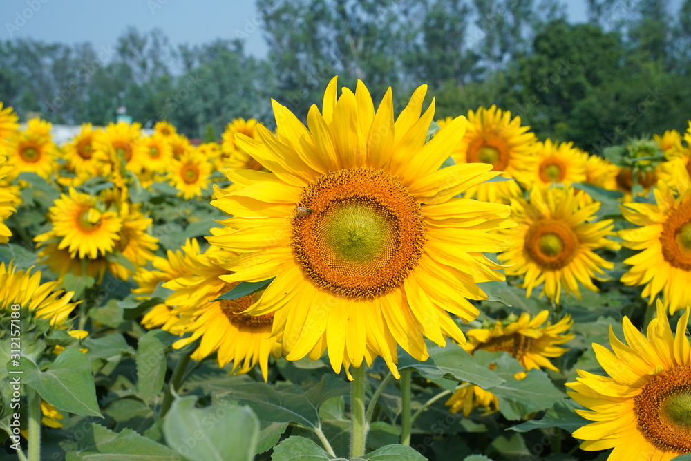 Portrait of a sunflower in the field..