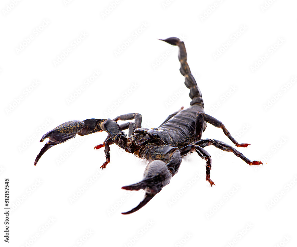scorpion isolated on white background scorpion isolated on white background