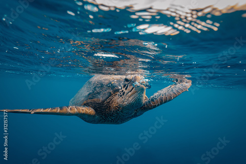 A turtle breathing out making air bubbles in water, near waterline in blue ocean background