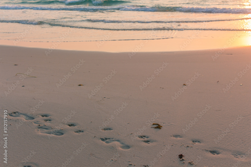 Human and dog footprints at the beach. Sunrise colors, friendship Human and dog footprints at the beach. Sunrise colors, friendship